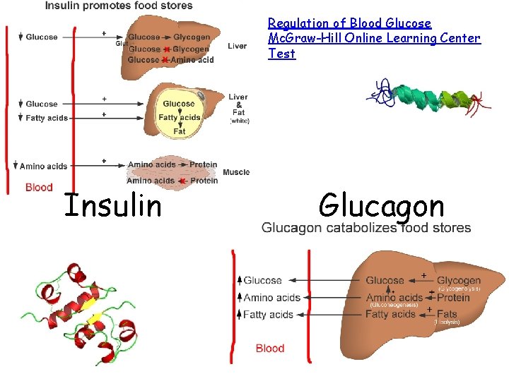 Regulation of Blood Glucose Mc. Graw-Hill Online Learning Center Test Insulin Glucagon 
