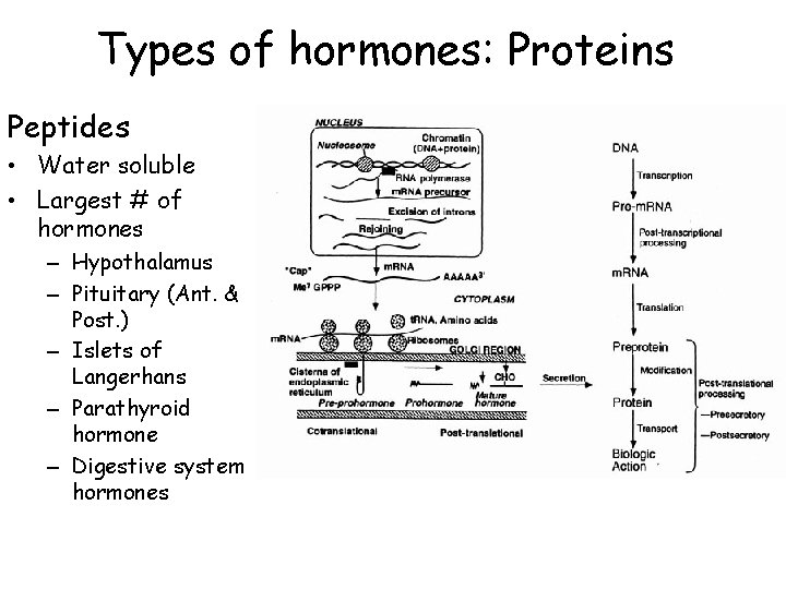 Types of hormones: Proteins Peptides • Water soluble • Largest # of hormones –