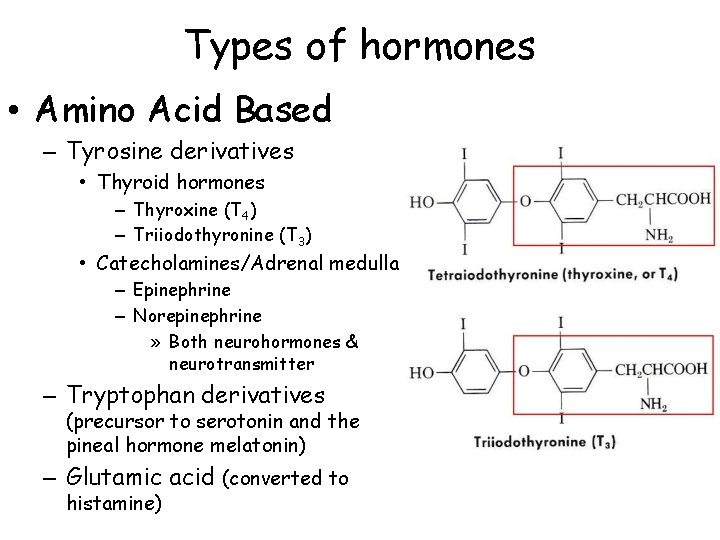 Types of hormones • Amino Acid Based – Tyrosine derivatives • Thyroid hormones –