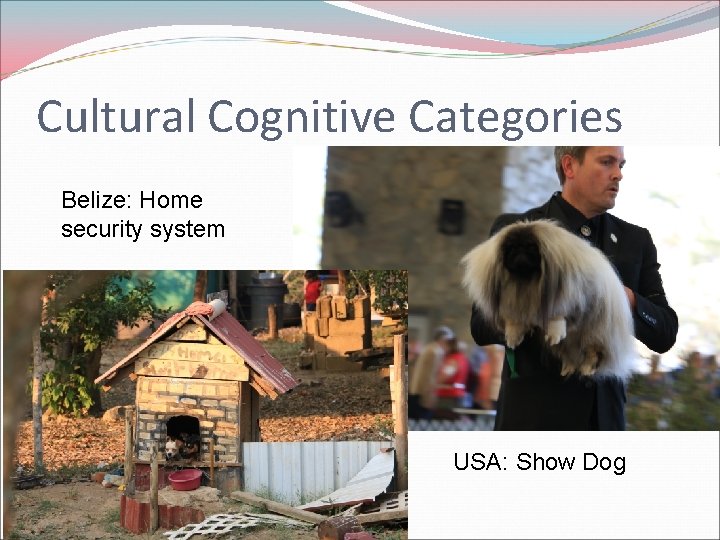 Cultural Cognitive Categories Belize: Home security system USA: Show Dog 