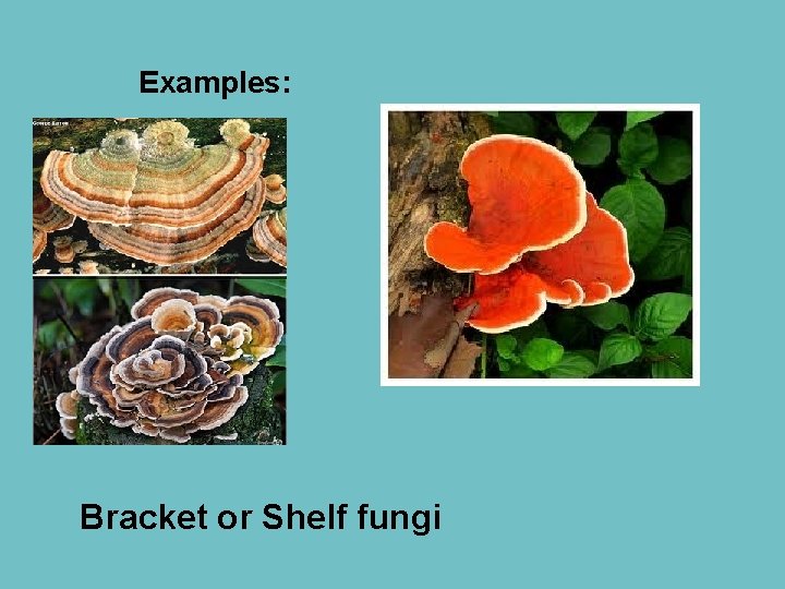 Examples: Bracket or Shelf fungi 