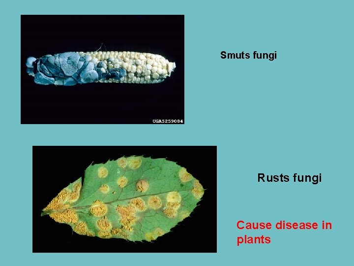 Smuts fungi Rusts fungi Cause disease in plants 