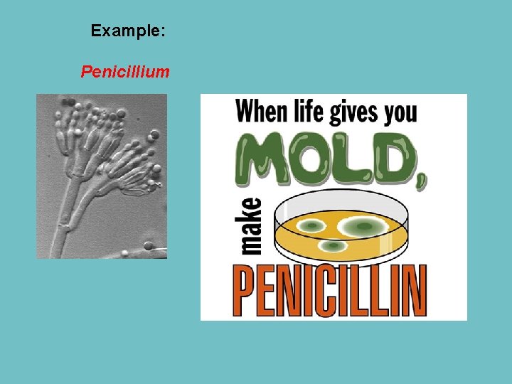 Example: Penicillium 