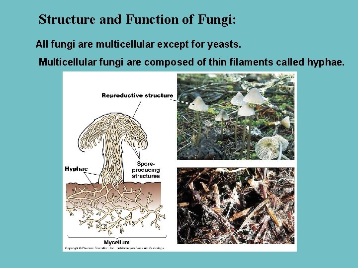 Structure and Function of Fungi: All fungi are multicellular except for yeasts. Multicellular fungi