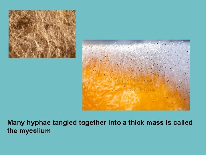 Many hyphae tangled together into a thick mass is called the mycelium 
