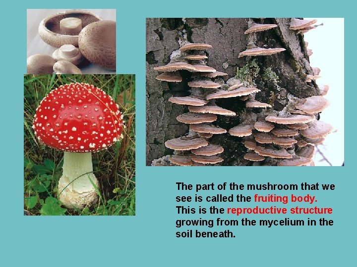 The part of the mushroom that we see is called the fruiting body. This