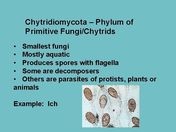 Chytridiomycota – Phylum of Primitive Fungi/Chytrids • Smallest fungi • Mostly aquatic • Produces