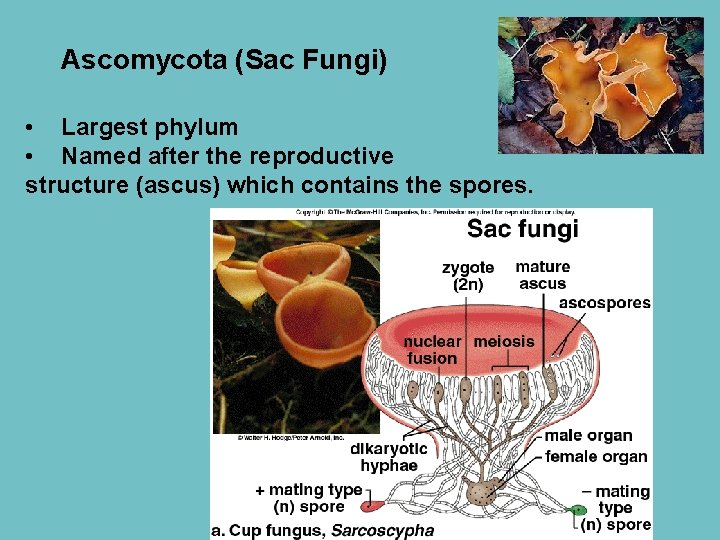 Ascomycota (Sac Fungi) • Largest phylum • Named after the reproductive structure (ascus) which