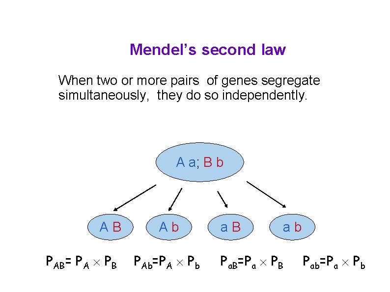 Mendel’s second law When two or more pairs of genes segregate simultaneously, they do