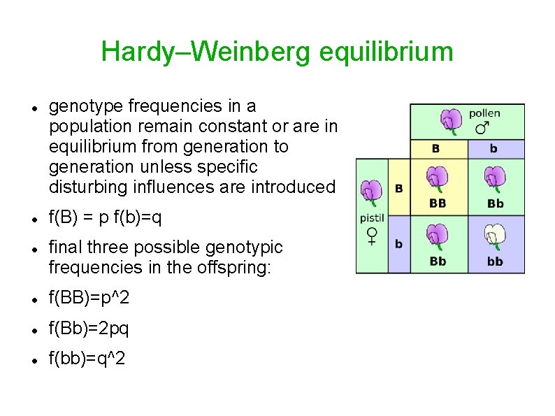 Hardy–Weinberg equilibrium genotype frequencies in a population remain constant or are in equilibrium from