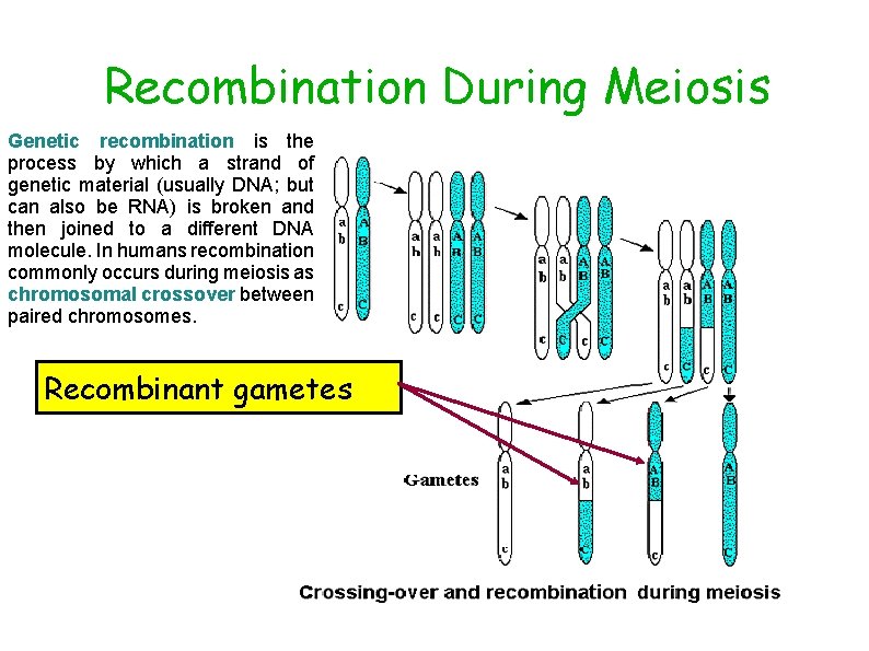 Recombination During Meiosis Genetic recombination is the process by which a strand of genetic