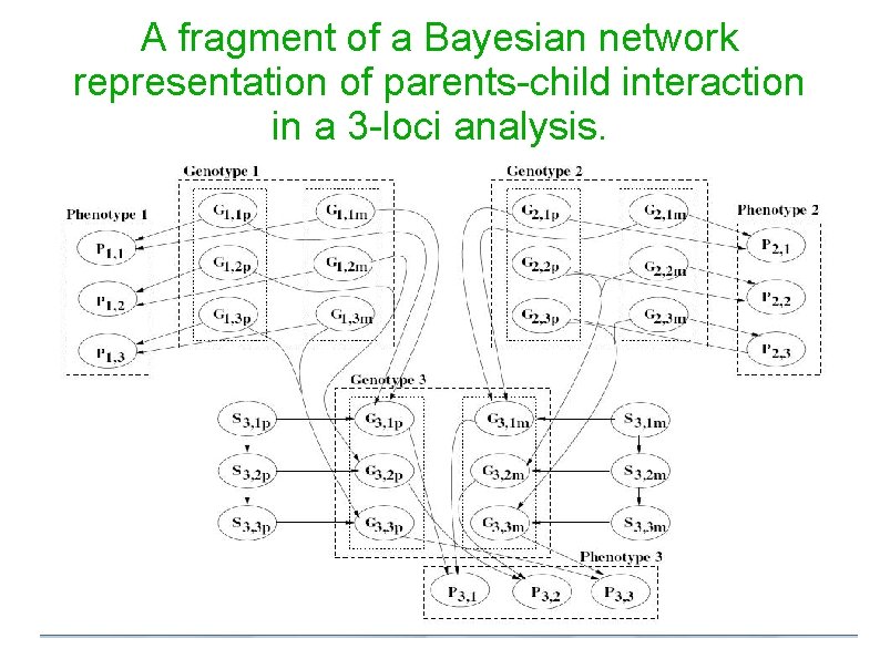 A fragment of a Bayesian network representation of parents-child interaction in a 3 -loci