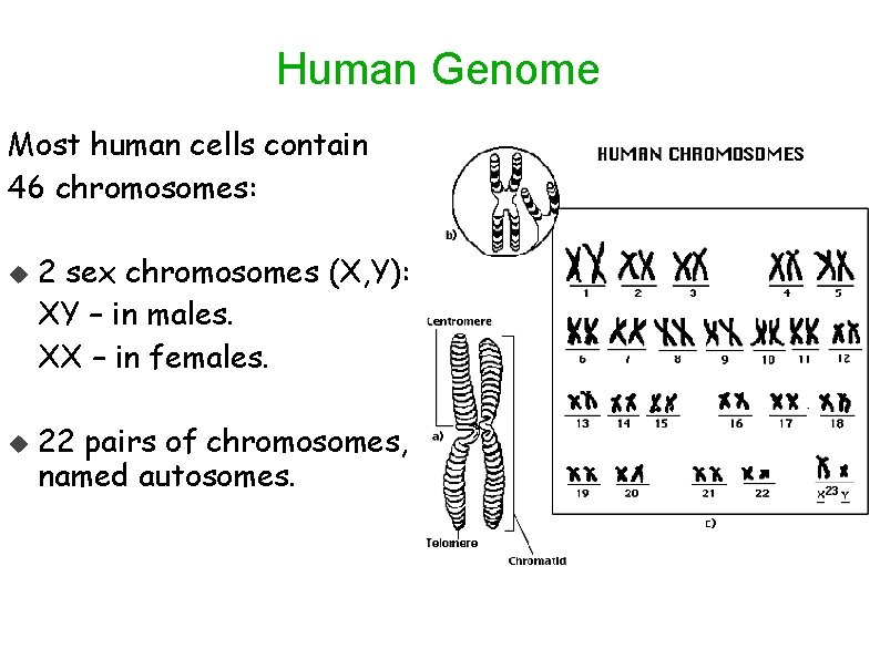 Human Genome Most human cells contain 46 chromosomes: 2 sex chromosomes (X, Y): XY