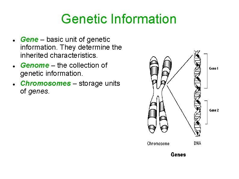 Genetic Information Gene – basic unit of genetic information. They determine the inherited characteristics.