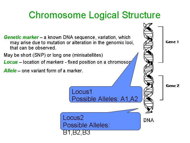 Chromosome Logical Structure Genetic marker – a known DNA sequence, variation, which may arise