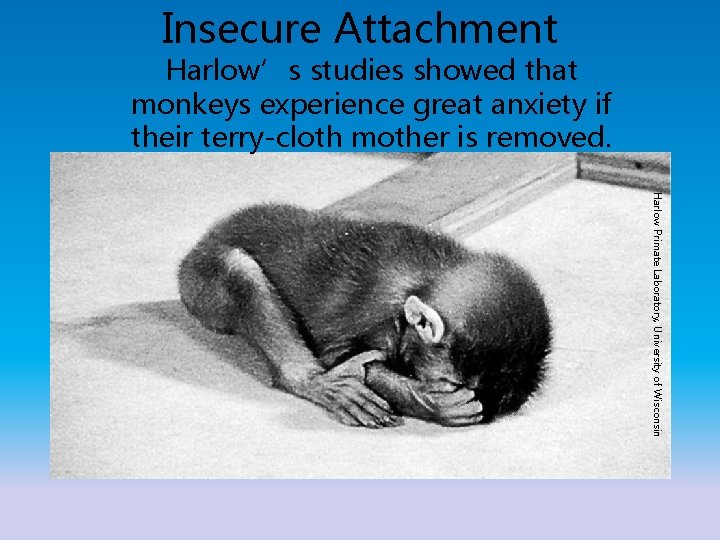 Insecure Attachment Harlow’s studies showed that monkeys experience great anxiety if their terry-cloth mother