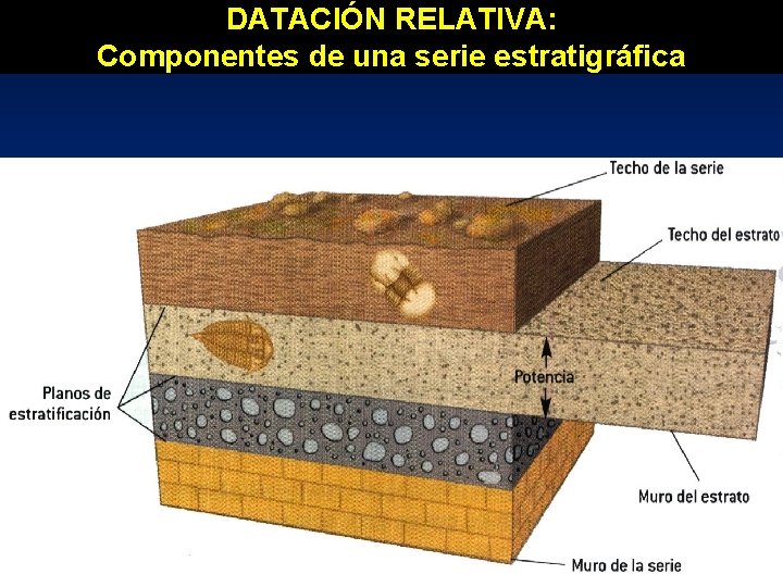 DATACIÓN RELATIVA: Componentes de una serie estratigráfica DATACIÓN RELATIVA: Componentes de una serie estratigráfica
