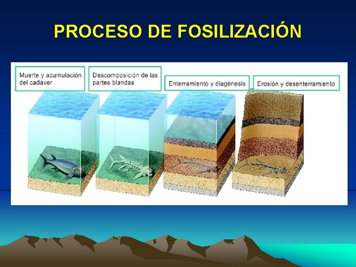 PROCESO DE FOSILIZACIÓN PROCESO DE FOSILIZACIÓN