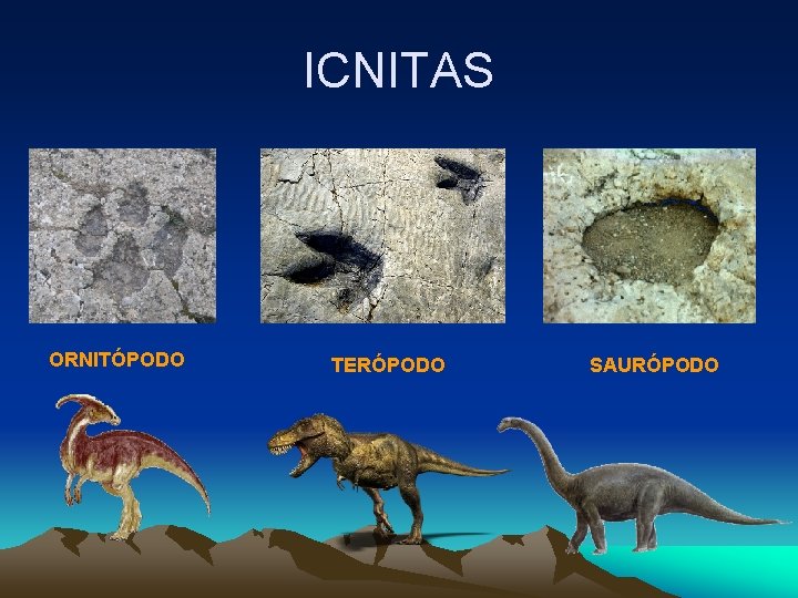 ICNITAS ORNITÓPODO TERÓPODO SAURÓPODO ICNITAS ORNITÓPODO TERÓPODO SAURÓPODO