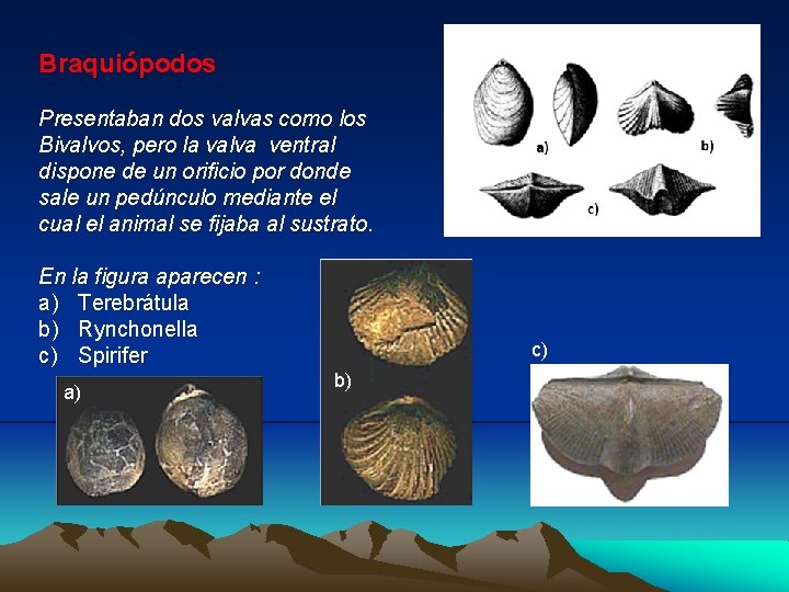 Braquiópodos Presentaban dos valvas como los Bivalvos, pero la valva ventral dispone de un Braquiópodos Presentaban dos valvas como los Bivalvos, pero la valva ventral dispone de un