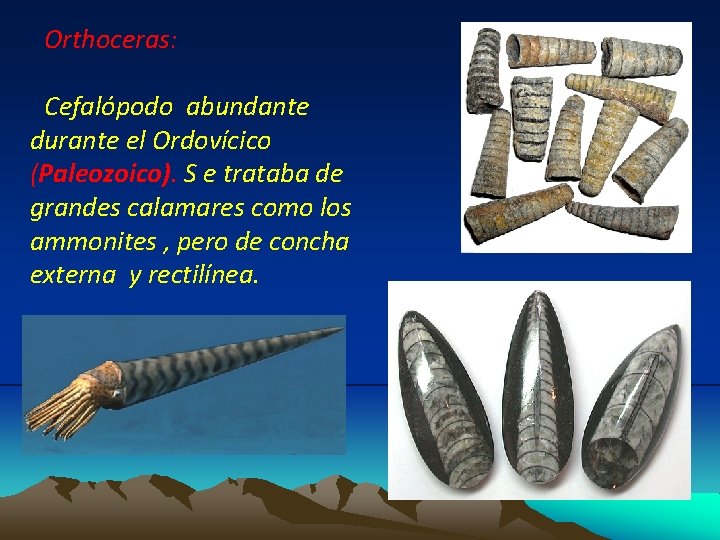 Orthoceras: Cefalópodo abundante durante el Ordovícico (Paleozoico). S e trataba de grandes calamares como Orthoceras: Cefalópodo abundante durante el Ordovícico (Paleozoico). S e trataba de grandes calamares como