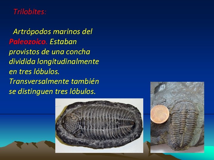 Trilobites: Artrópodos marinos del Paleozoico. Estaban provistos de una concha dividida longitudinalmente en tres Trilobites: Artrópodos marinos del Paleozoico. Estaban provistos de una concha dividida longitudinalmente en tres