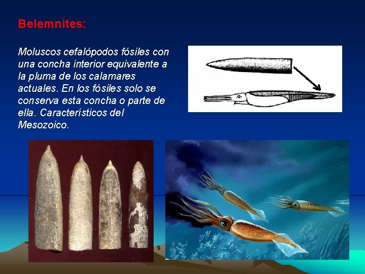 Belemnites: Moluscos cefalópodos fósiles con una concha interior equivalente a la pluma de los Belemnites: Moluscos cefalópodos fósiles con una concha interior equivalente a la pluma de los