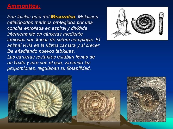 Ammonites: Son fósiles guía del Mesozoico. Moluscos cefalópodos marinos protegidos por una concha enrollada Ammonites: Son fósiles guía del Mesozoico. Moluscos cefalópodos marinos protegidos por una concha enrollada