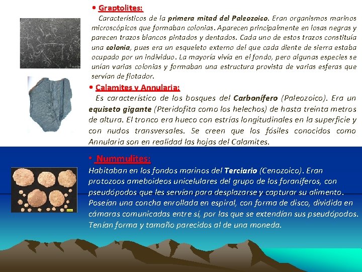 • Graptolites: Característicos de la primera mitad del Paleozoico. Eran organismos marinos microscópicos • Graptolites: Característicos de la primera mitad del Paleozoico. Eran organismos marinos microscópicos