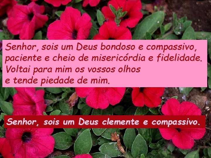 Senhor, sois um Deus bondoso e compassivo, paciente e cheio de misericórdia e fidelidade.