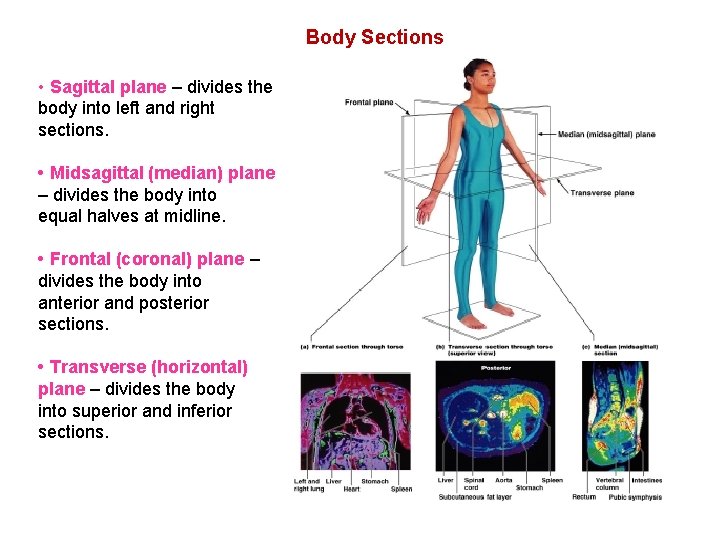 Body Sections • Sagittal plane – divides the body into left and right sections.