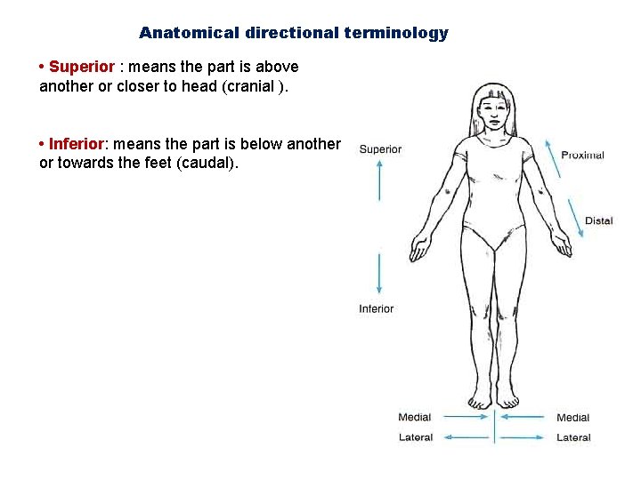 Anatomical directional terminology • Superior : means the part is above another or closer