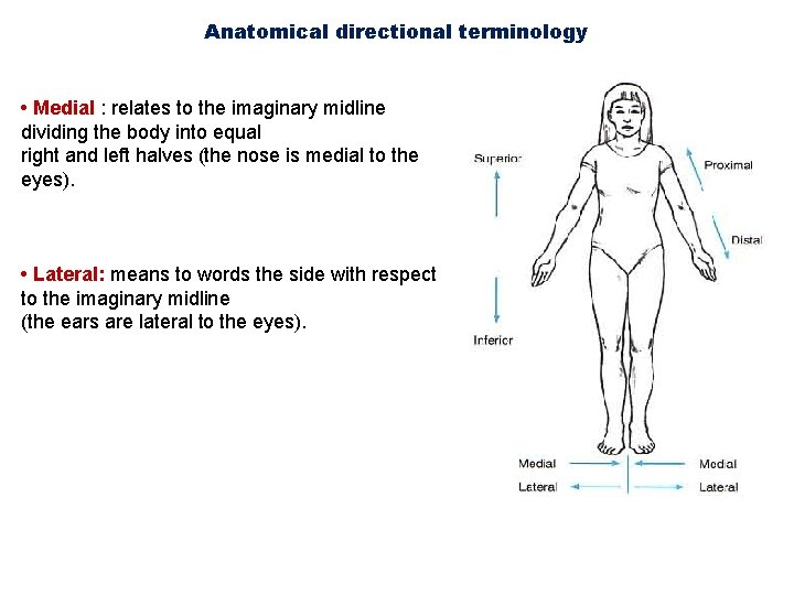 Anatomical directional terminology • Medial : relates to the imaginary midline dividing the body