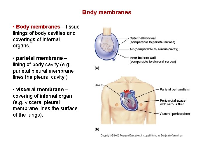 Body membranes • Body membranes – tissue linings of body cavities and coverings of