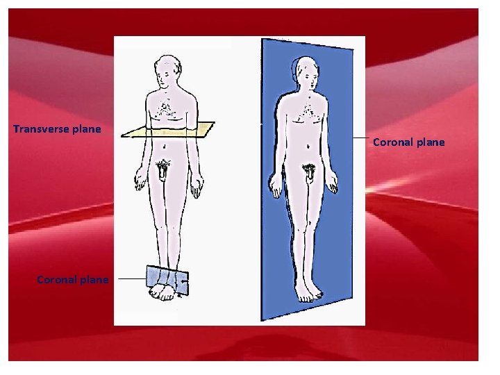 Transverse plane Coronal plane 