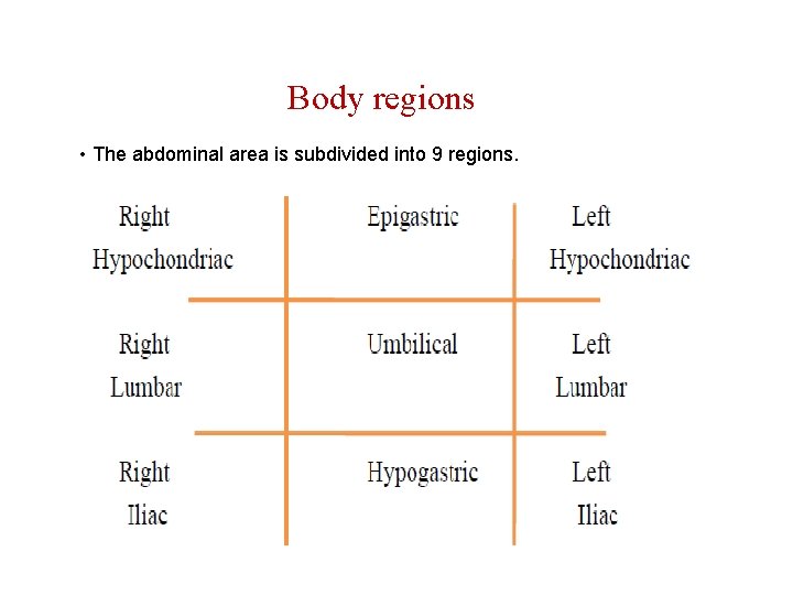 Body regions • The abdominal area is subdivided into 9 regions. 
