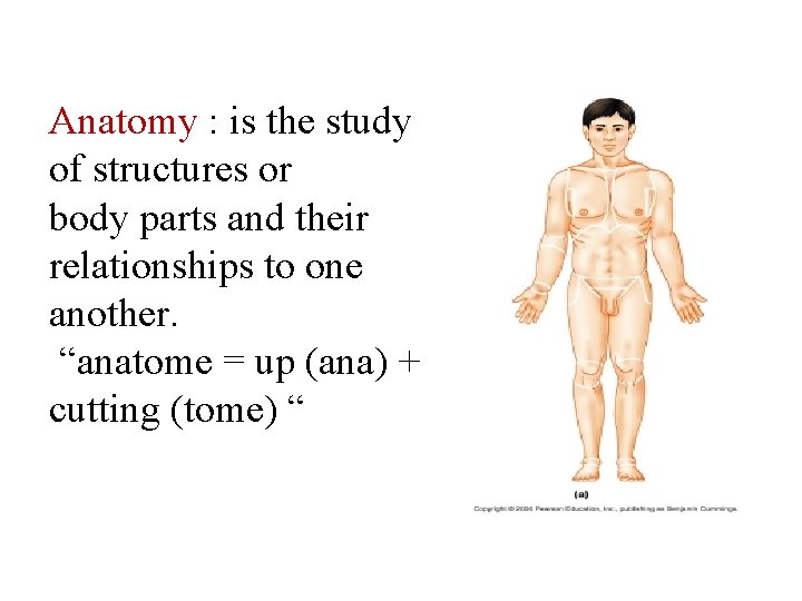 Anatomy : is the study of structures or body parts and their relationships to