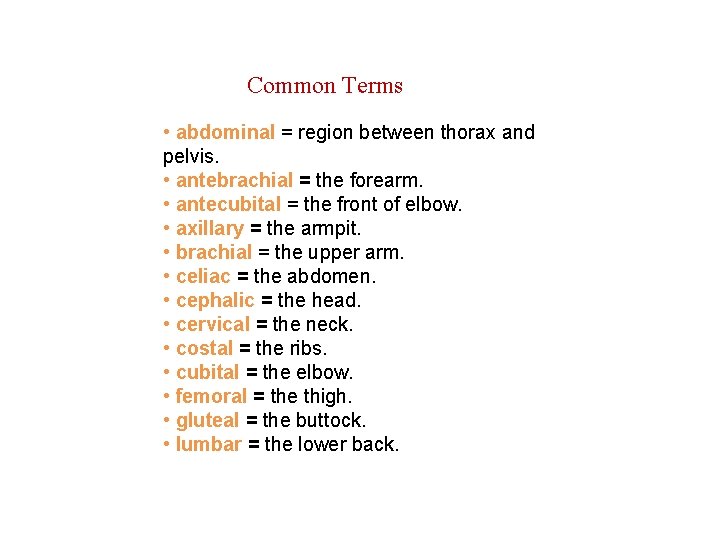 Common Terms • abdominal = region between thorax and pelvis. • antebrachial = the