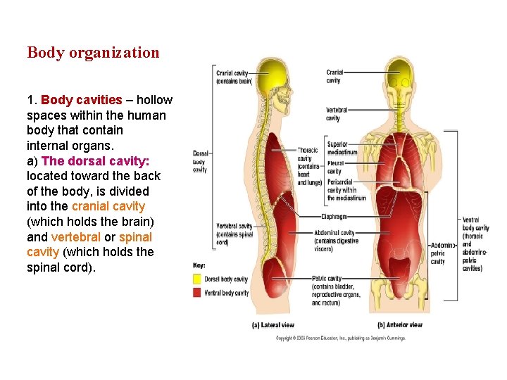 Body organization 1. Body cavities – hollow spaces within the human body that contain