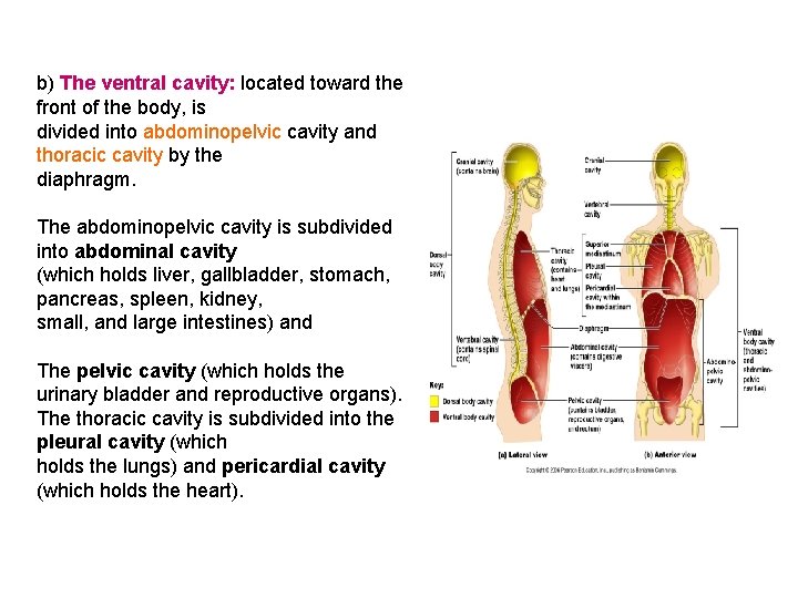 b) The ventral cavity: located toward the front of the body, is divided into