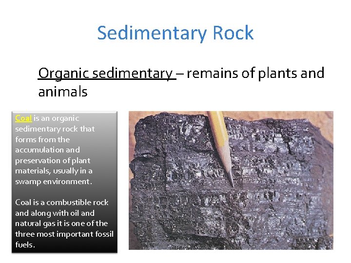 Sedimentary Rock Organic sedimentary – remains of plants and animals Coal is an organic