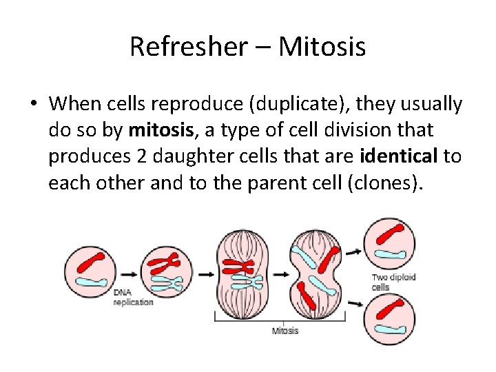 Refresher – Mitosis • When cells reproduce (duplicate), they usually do so by mitosis,