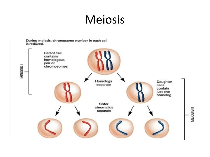 Meiosis 