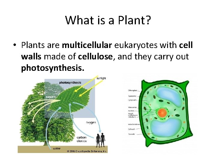 What is a Plant? • Plants are multicellular eukaryotes with cell walls made of