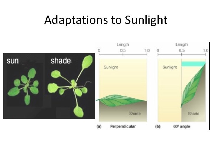 Adaptations to Sunlight 