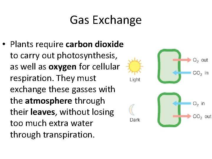 Gas Exchange • Plants require carbon dioxide to carry out photosynthesis, as well as
