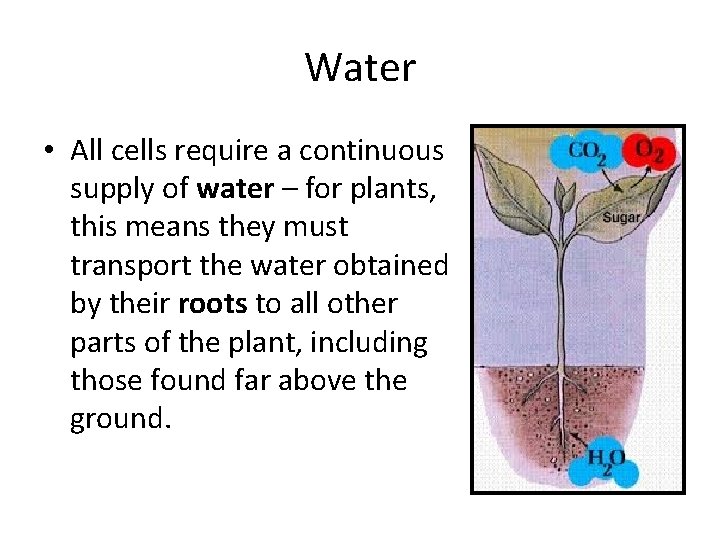 Water • All cells require a continuous supply of water – for plants, this