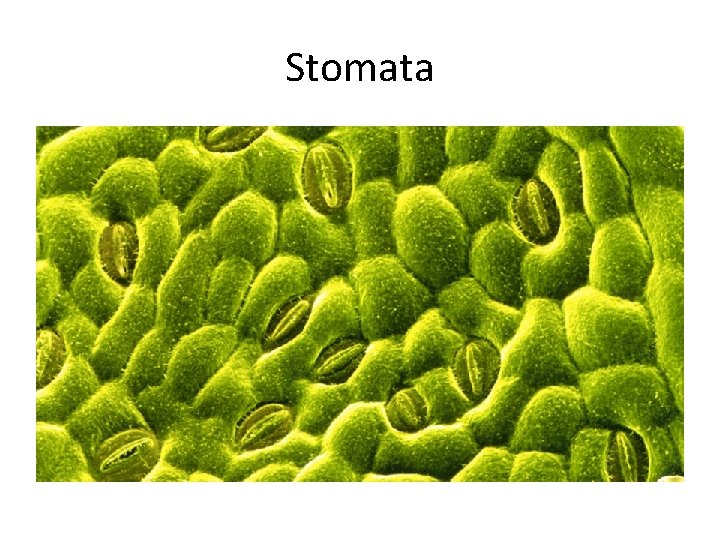 Stomata 