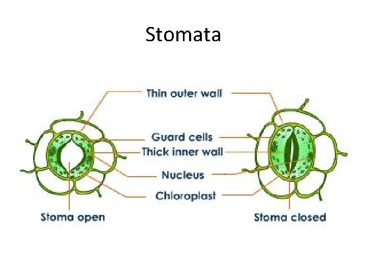 Stomata 