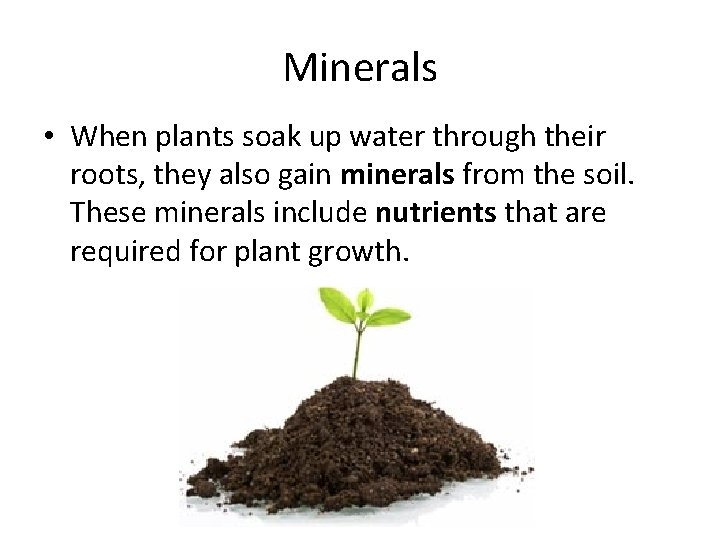 Minerals • When plants soak up water through their roots, they also gain minerals